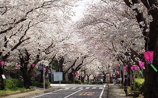 写真：遺伝研桜並木