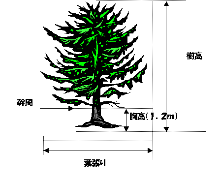 樹木サイズの見方 不要木バンク 三島市