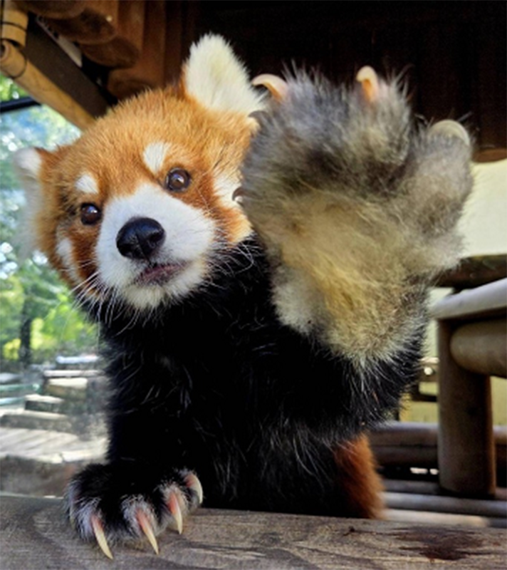 どうぶつ広場の写真