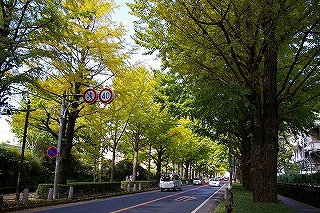 写真：文教町イチョウ並木