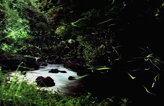 源兵衛川の蛍の画像