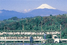 箱根の大根干しの画像