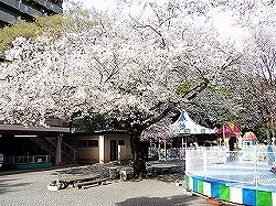 楽寿園のさくら情報の画像