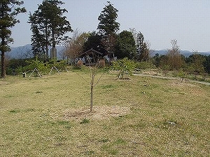 主な品種の画像