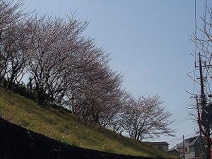 主な品種の画像2