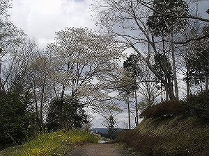 主な品種の画像1