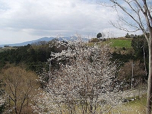 主な品種の画像2