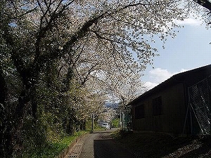 子供の森公園のさくら情報