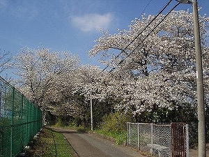 主な品種の画像1