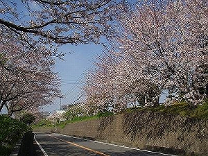 主な品種の画像1