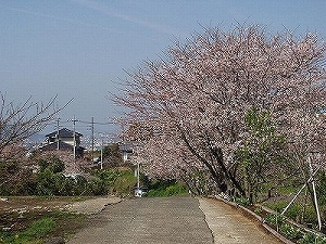 主な品種の画像2