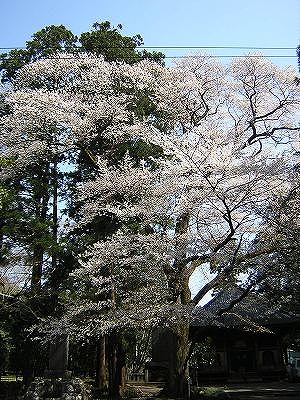 主な品種の画像2