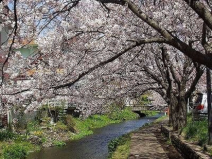 主な品種の画像2