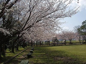 主な品種の画像