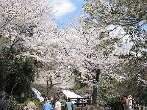 主な品種の画像1