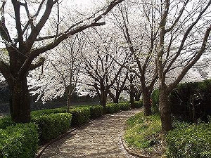 主な品種の画像2