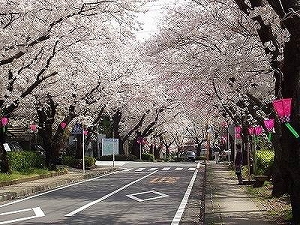 遺伝研桜並木