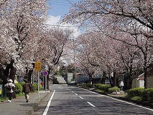 主な品種の画像1