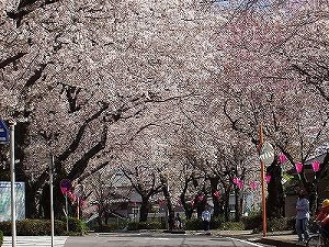 主な品種の画像2