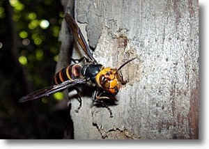 スズメバチ類についての画像1