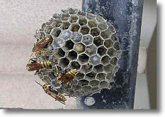 アシナガバチ類についての画像