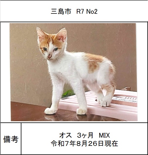 ポッチとニャンチの愛の伝言板