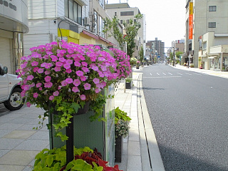 ガーデンシティみしま推進事業　「花飾り事業」 の画像1