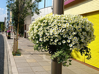 ガーデンシティみしま推進事業　「花飾り事業」 の画像2