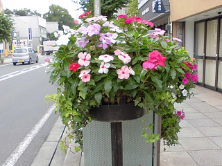 ガーデンシティみしま推進事業　「花飾り事業」 の画像3