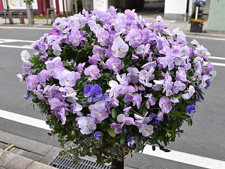 花飾り事業 の画像10