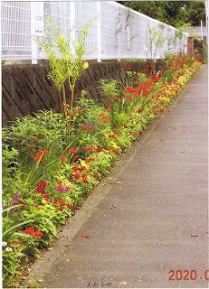 ハッピールピナス2