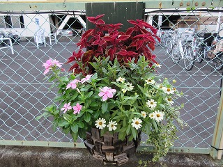 ムーミン谷の広小路　3