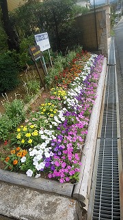 旭ヶ丘緑地花壇の画像