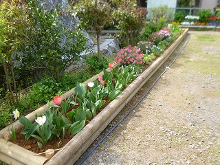 加屋町さくら会花壇2