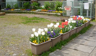 加屋町さくら会花壇3