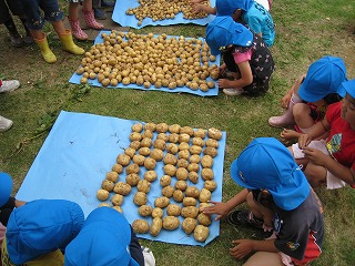 園児の画像（ジャガイモ収穫）