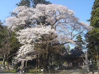 オオヤマザクラ（玉沢） の画像