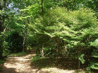 子供の森 の画像