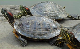 アカミミガメの画像