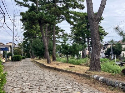 国20　箱根旧街道　松並木