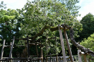 国24aa　三嶋大社　キンモクセイ