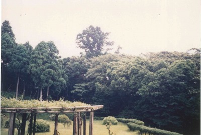 市49aa　矢立の杉　指定時