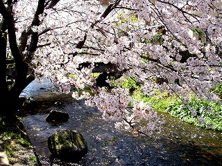 源兵衛川の桜の画像