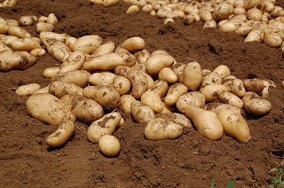 写真：三島馬鈴薯（メークイン）を天日干しの画像2