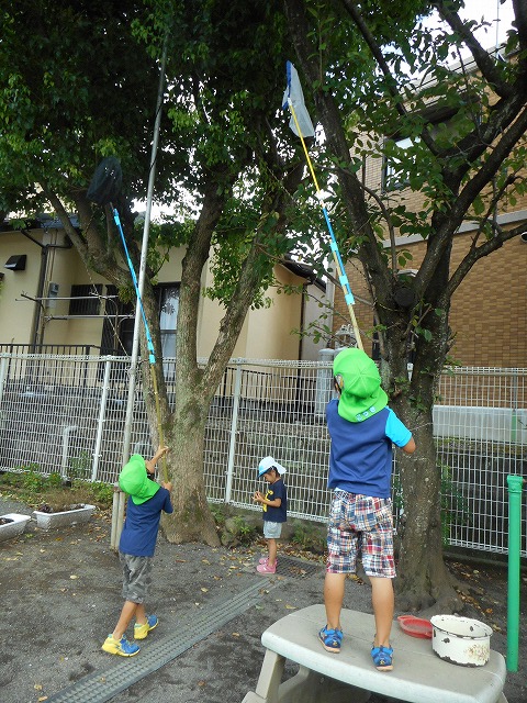 夏のアルバム（せみとり）