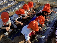 玉ねぎ苗植えの画像