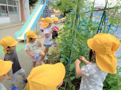 栽培活動の画像