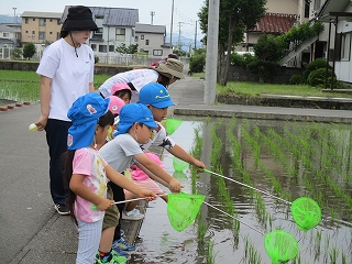 写真：オタマジャクシ捕り