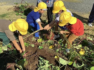 芋掘りの画像
