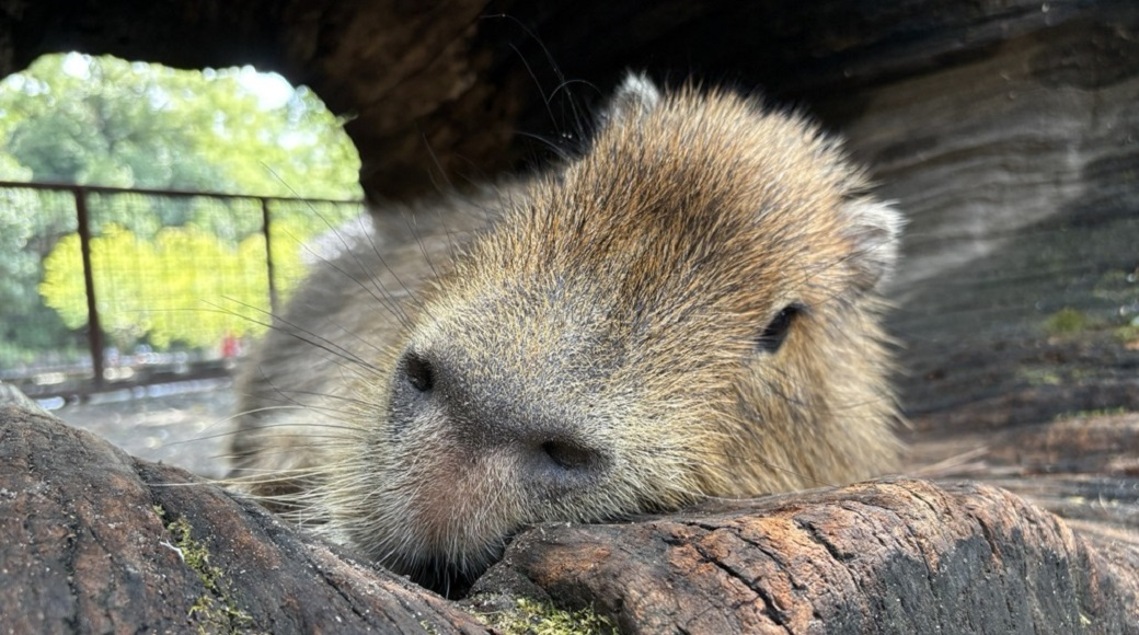 カピバラの写真